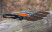 Нож Ganzo G727M оранжевый  