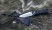 Нож складной Firebird FB7601-BK  